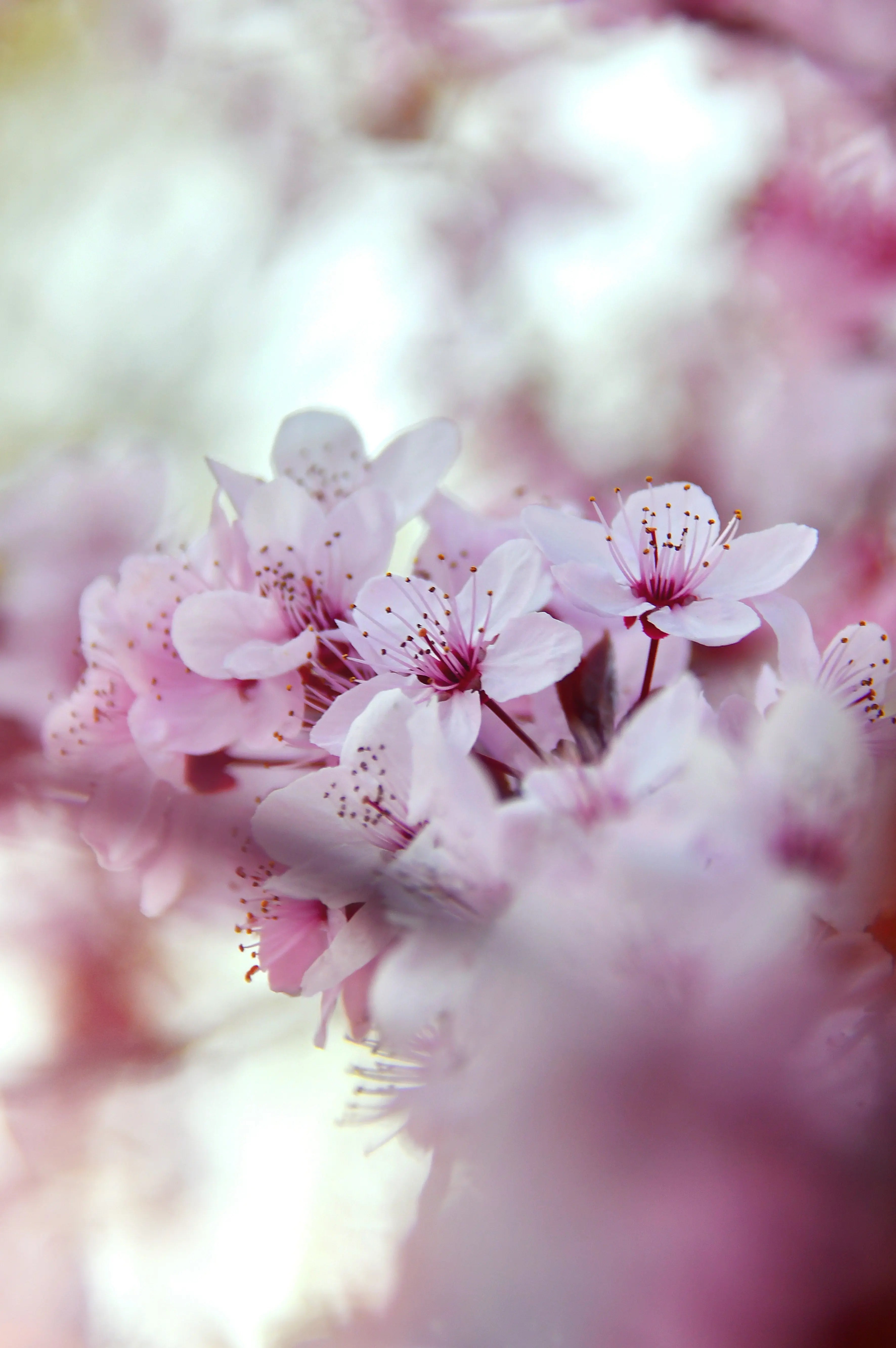 Florales Five Women