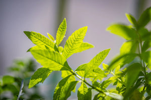 Diffuseur de parfum pour voiture Verveine 